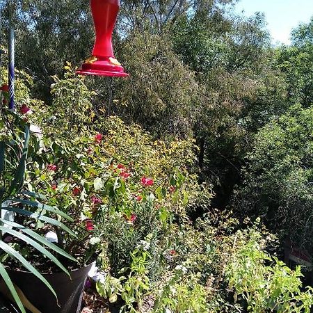 Charming Sunny Bedroom Overlooking Beautiful Amsterdam Avenue In Best Condesa Area Mexico City Exterior photo
