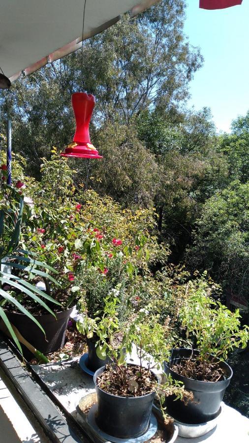 Charming Sunny Bedroom Overlooking Beautiful Amsterdam Avenue In Best Condesa Area Mexico City Exterior photo